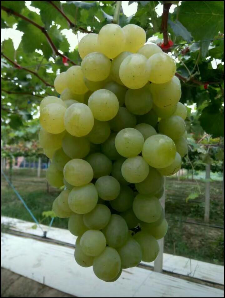 浅谈白罗莎葡萄的种植心得