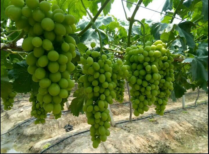 浅谈白罗莎葡萄的种植心得