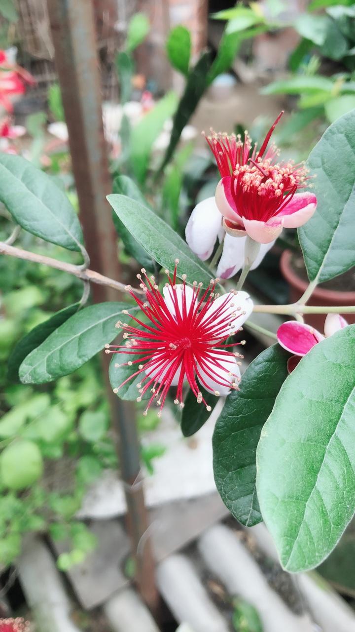 大家来探讨下菲油果口味问题