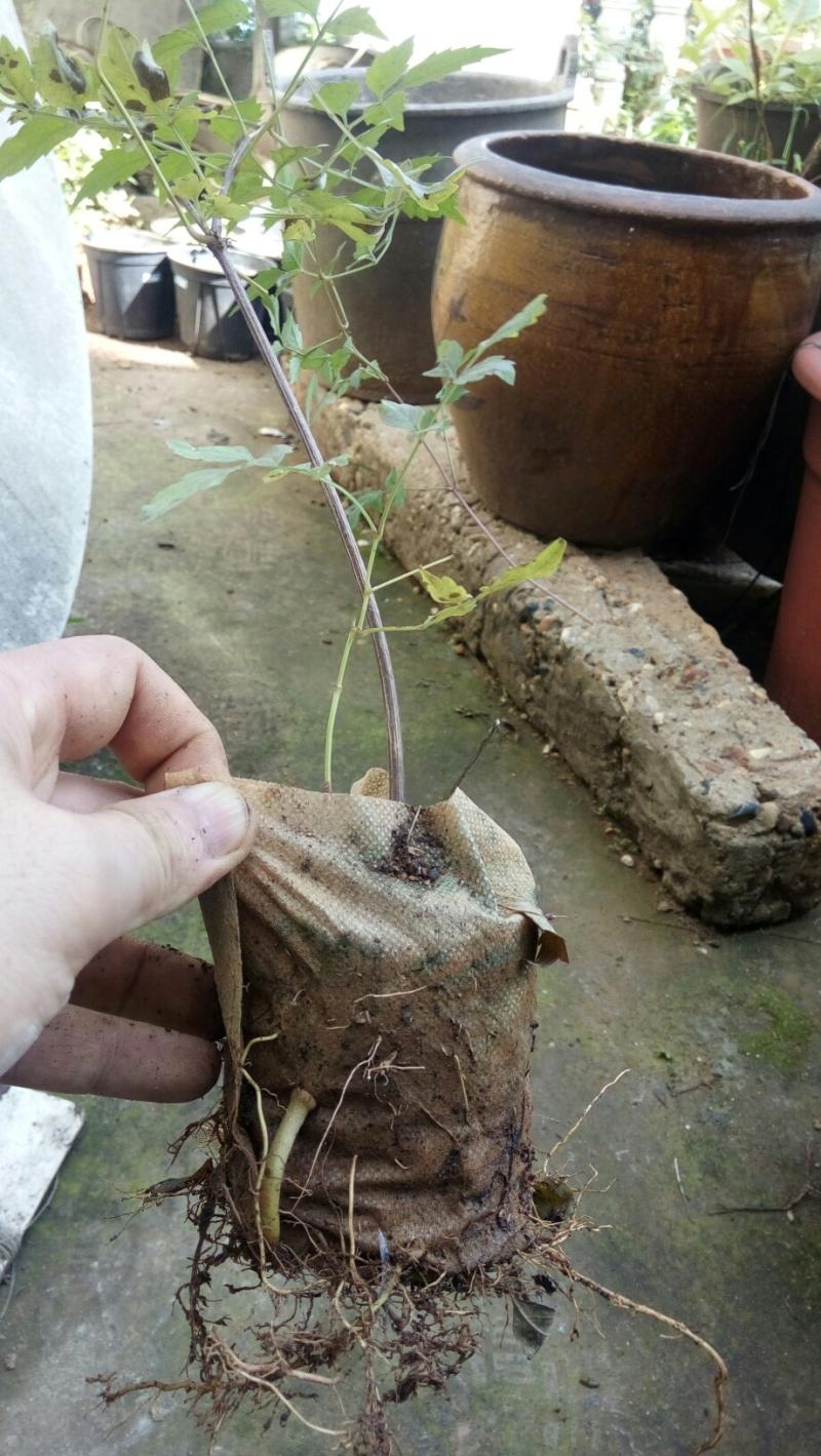 分享中国凌霄小苗