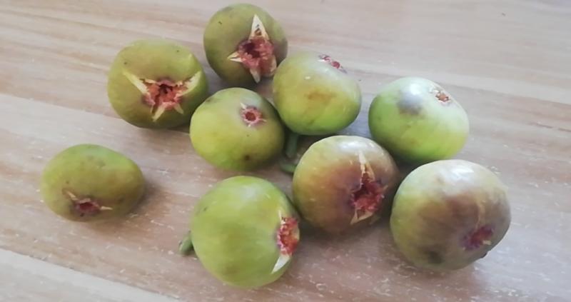 破布- 无花果论坛 - 水果邦农人之家