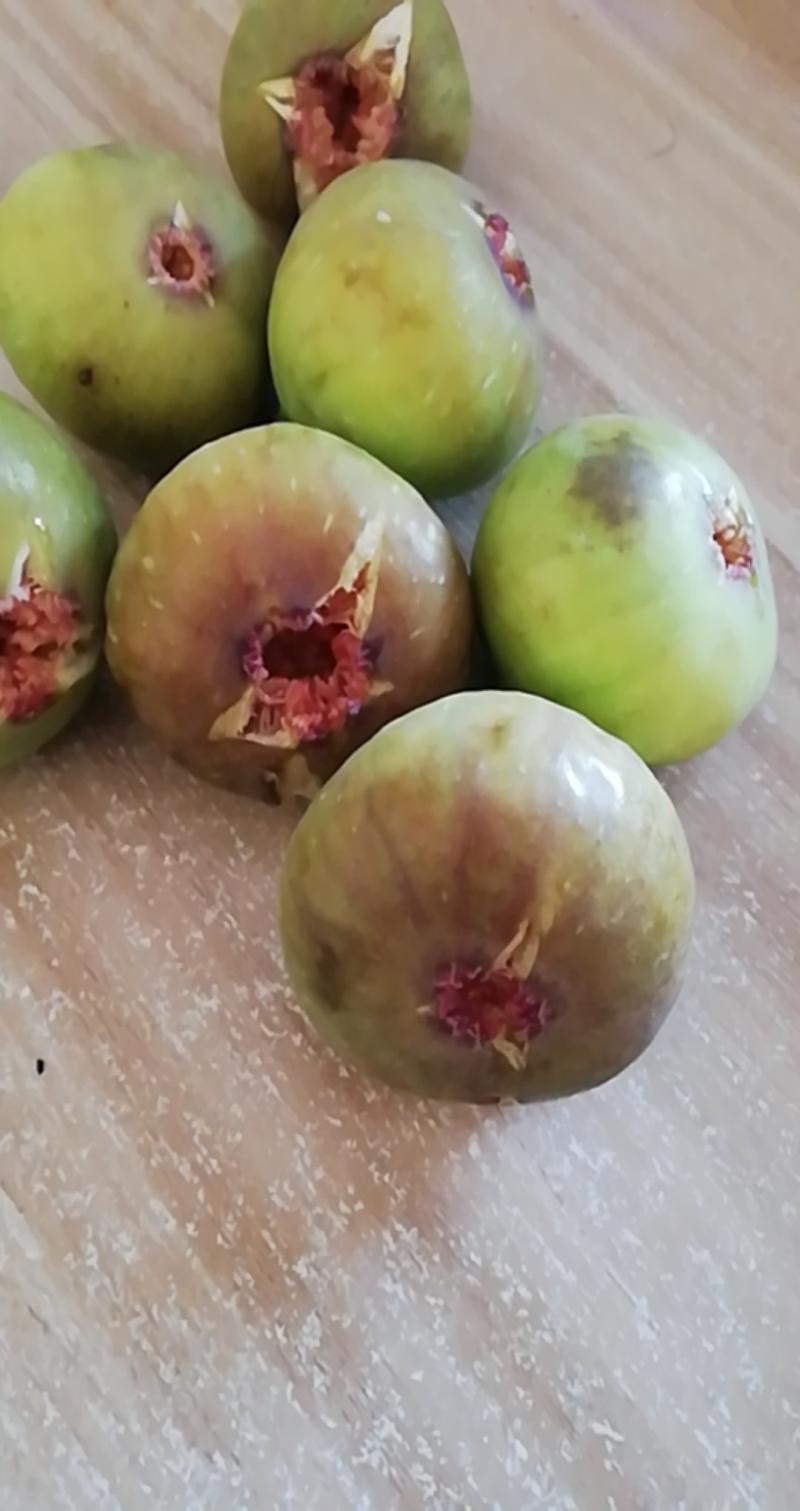 破布- 无花果论坛 - 水果邦农人之家