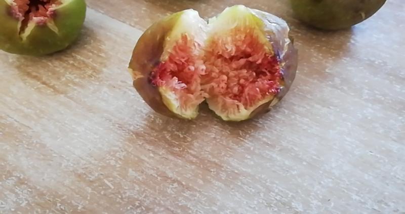 破布- 无花果论坛 - 水果邦农人之家