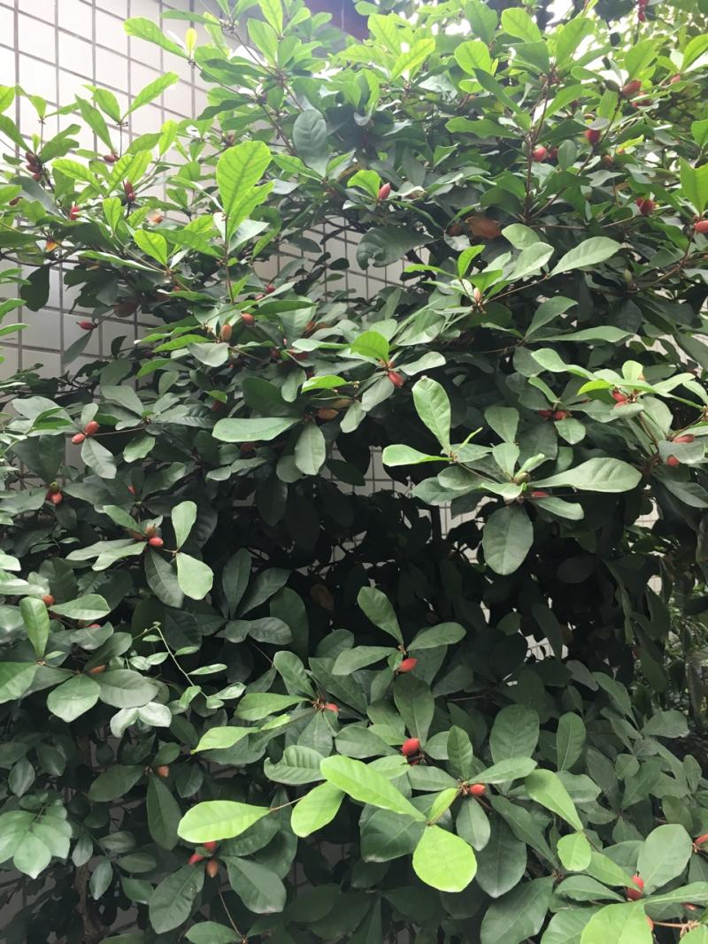 论坛 69 ≡果树导航≡ 69 核果类讨论区 69 神秘果(mysterious