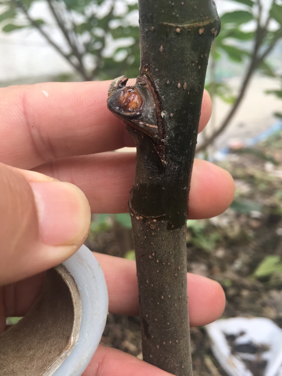 【嫁接技术】新手谈谈愈伤组织于嫁接