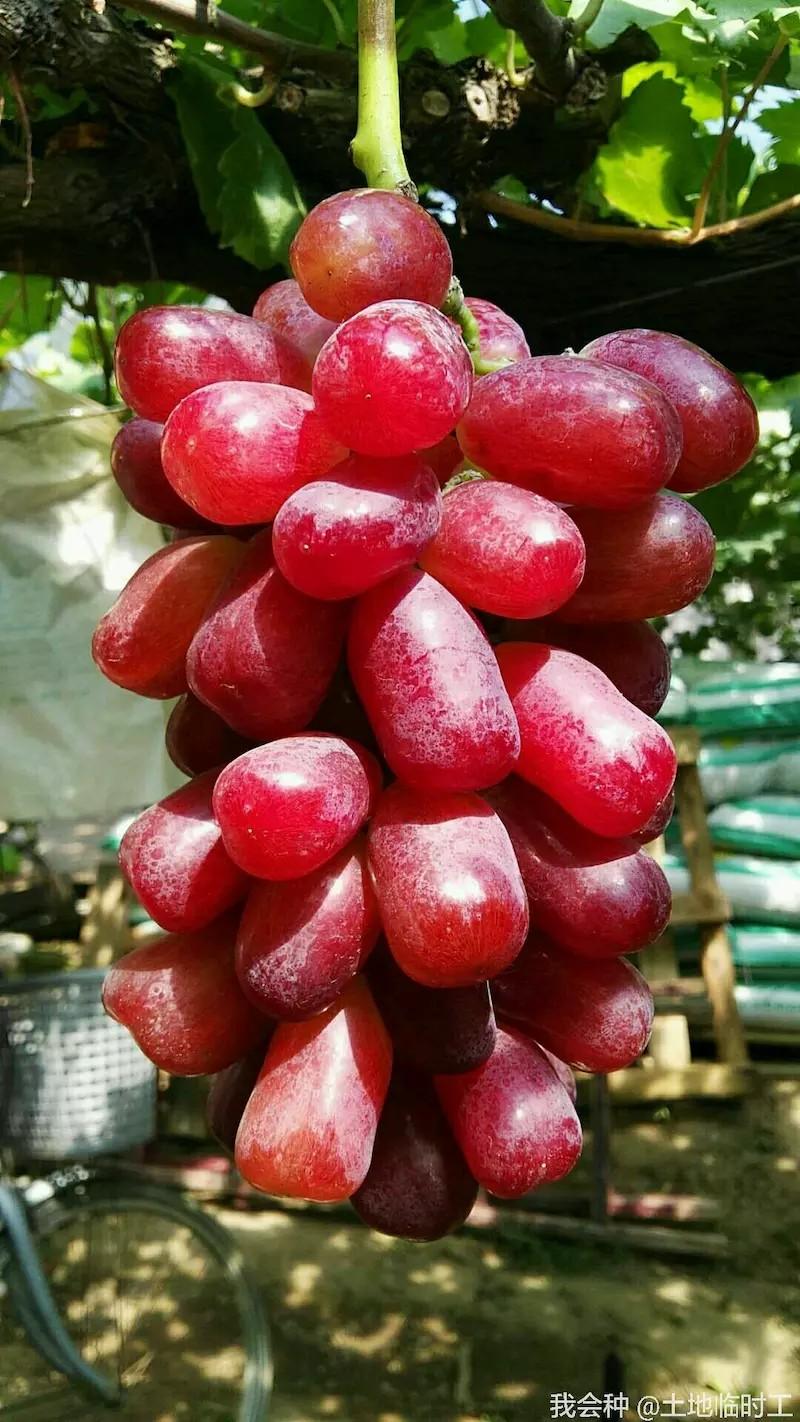 太阳晒熟的美果在#每日一贴#里发布了一条状态,快来围观