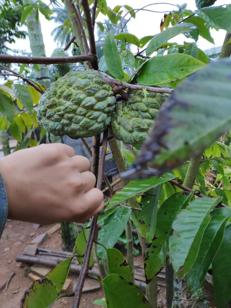 请问邦友们哪里有对版的台湾大目释迦苗卖呢?