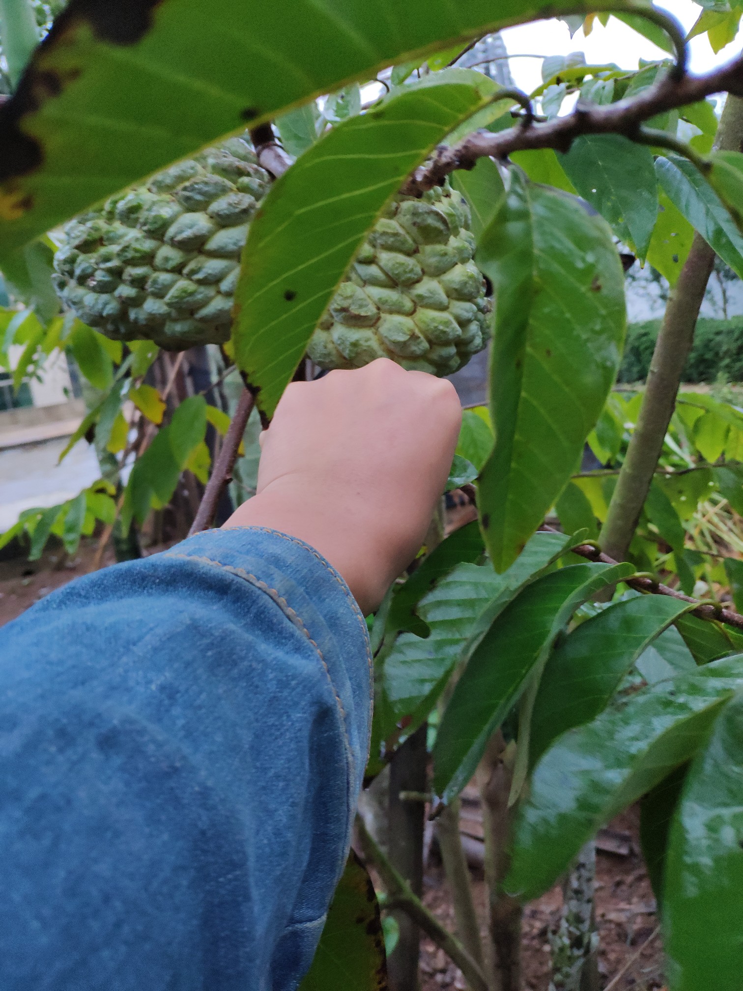 请问邦友们哪里有对版的台湾大目释迦苗卖呢?