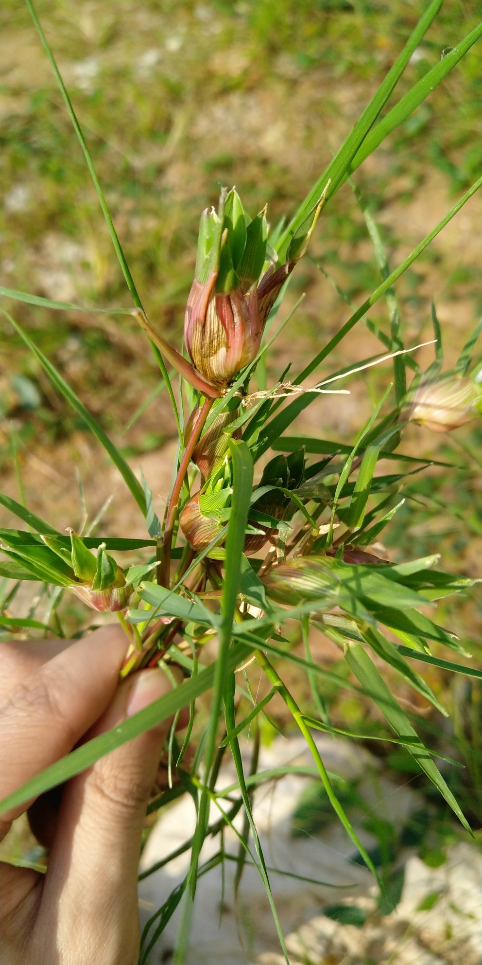 一棵草草上有包包里有根小虫虫是啥草呀