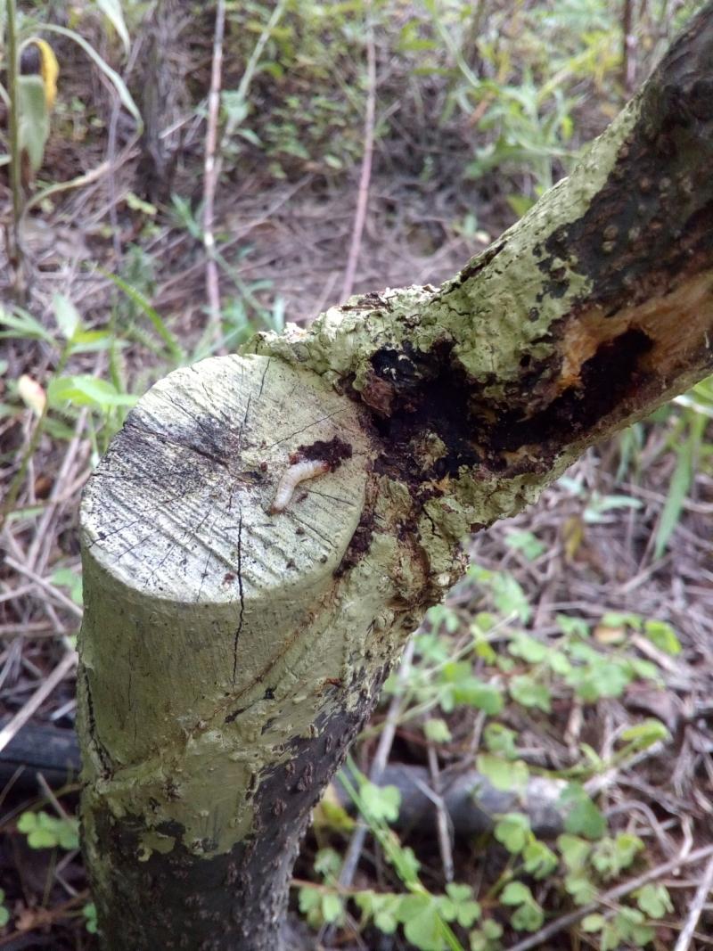 柿子树树皮长虫了,大家看看怎么处理?