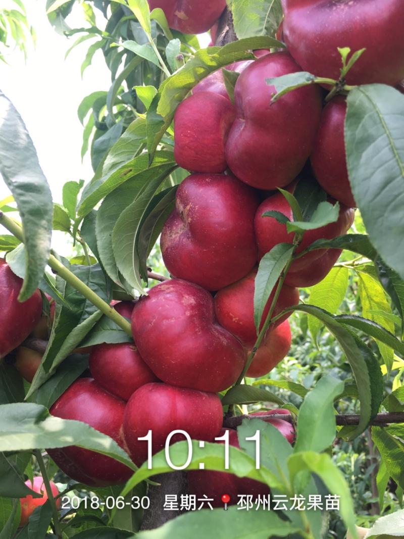 元旦嘉年华,金霞早油蟠桃苗钜惠中