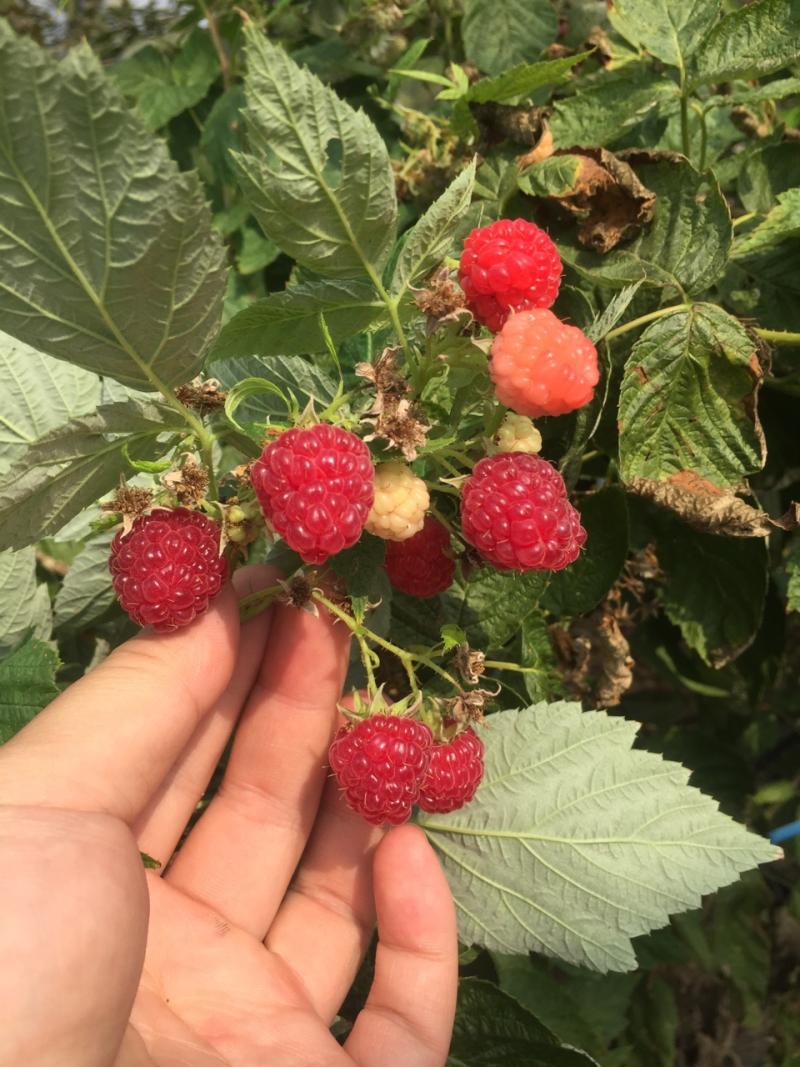 今年的双季红树莓品种