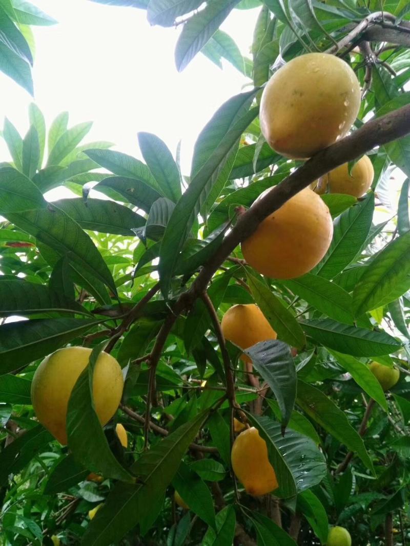 论坛 69 ≡南方果树区≡ 69 番荔枝(释迦) 69 仙桃蛋黄果