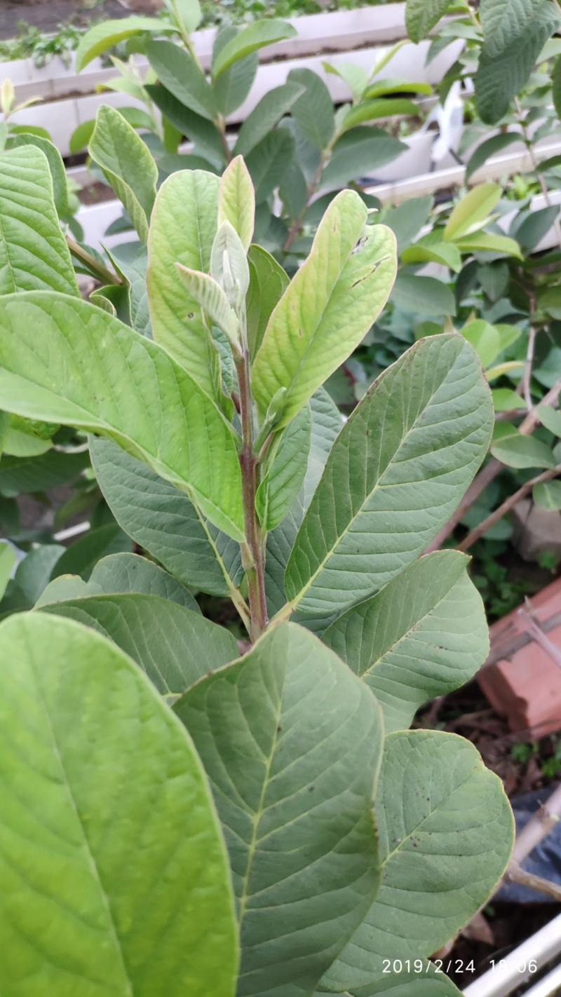 扩种一棵b10杨桃2019.2.24