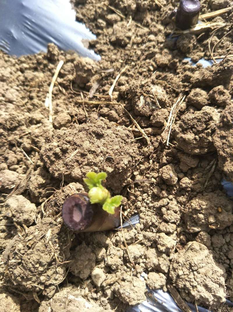 大田待插枝条爆根点后集中泡生根粉与杀菌剂.