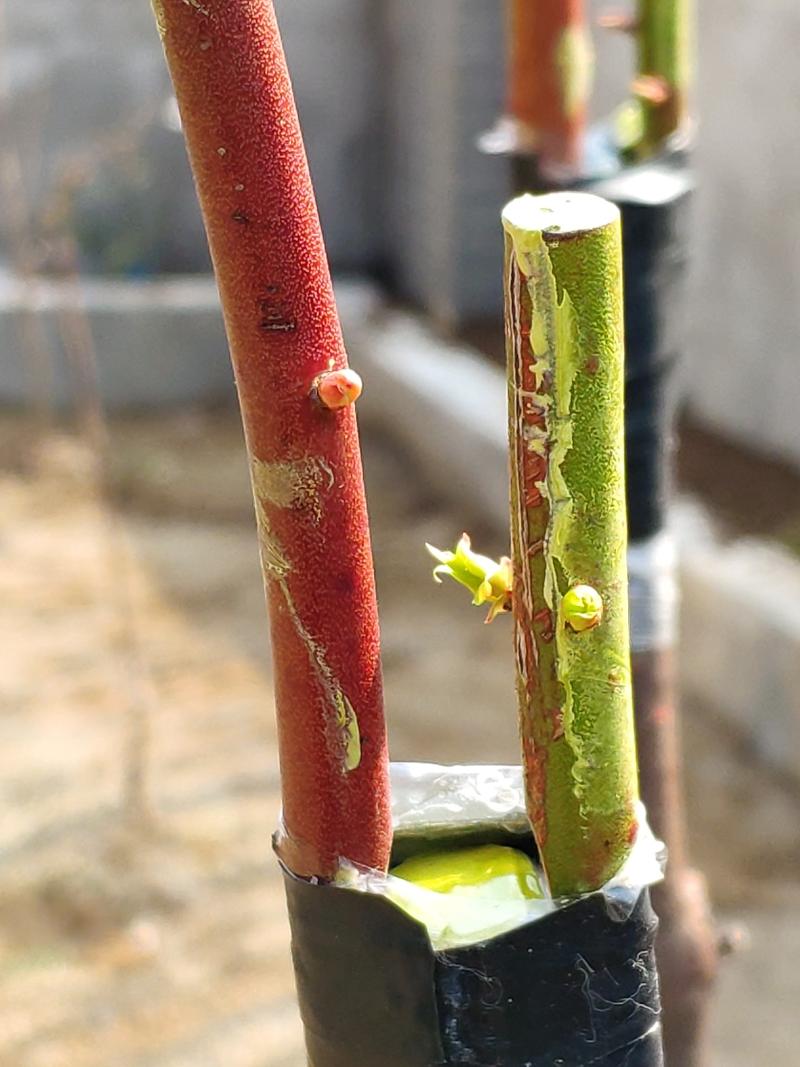 乌饭树嫁接蓝莓熬过了雨季