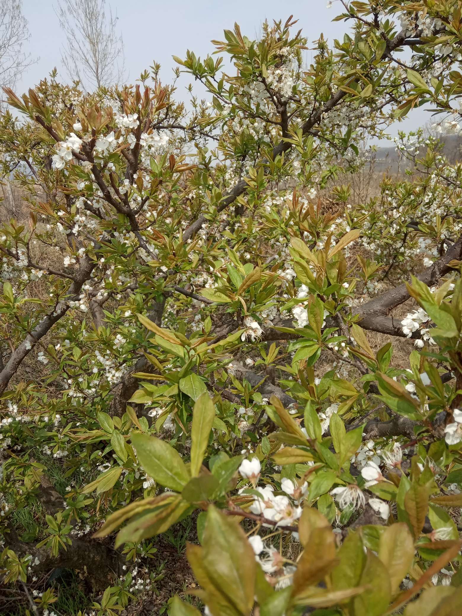 杏李花开 - 李树论坛 - 水果邦农人之家论坛