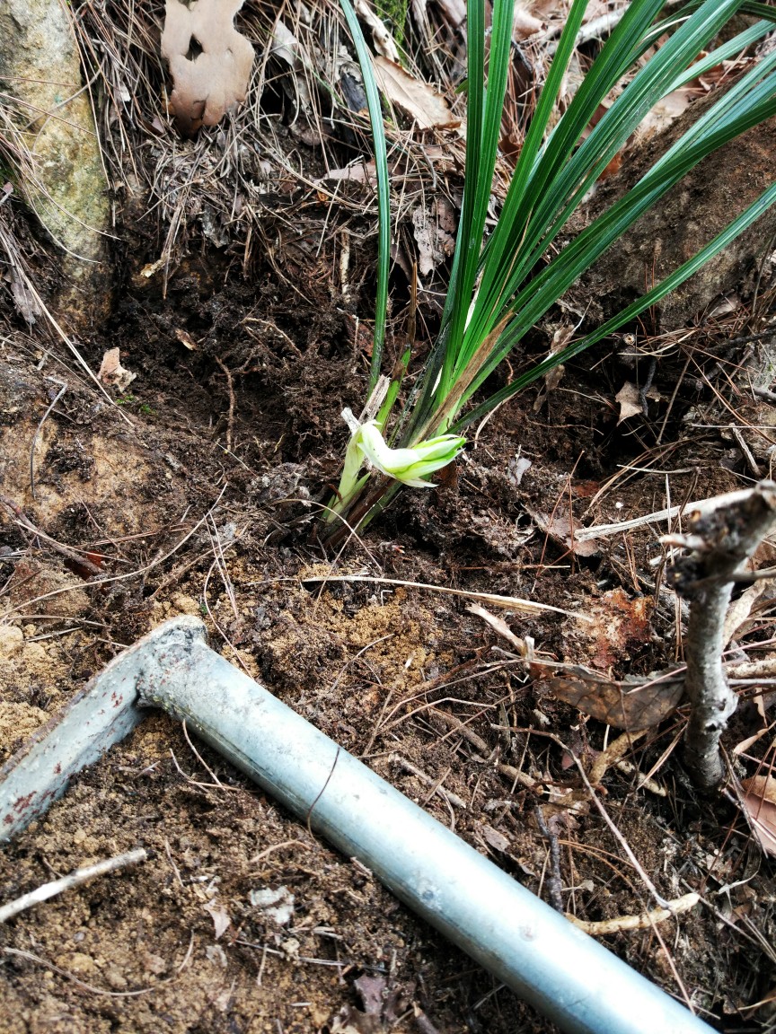 山东野生兰花分布图片