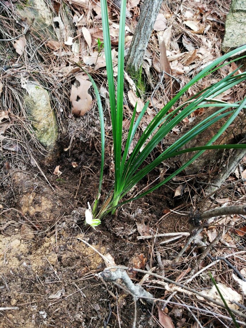 大别山野生兰花