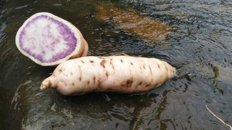 这种花心红薯品种哪位朋友有?