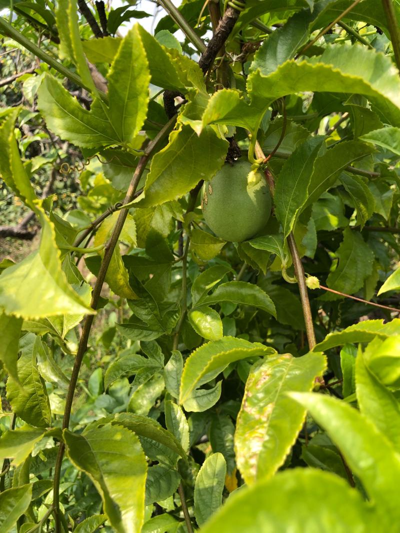 山上野生的百香果结果啰!