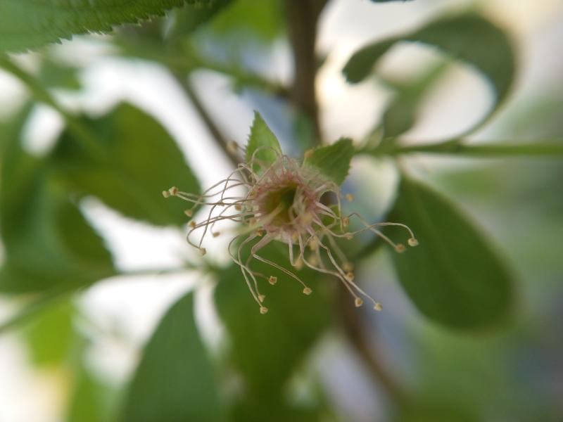 两棵钙果,一棵全是叶子,另一棵只有3朵花.不知道能否结果