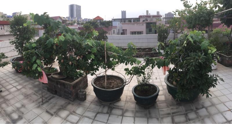 新人先晒一晒我家楼顶的小果园