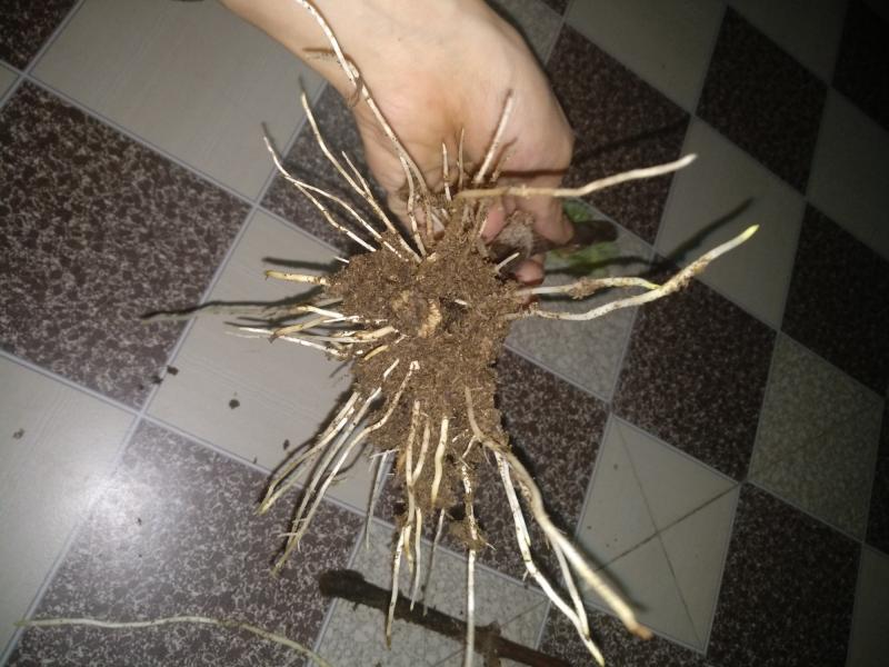 葡萄催根完成了