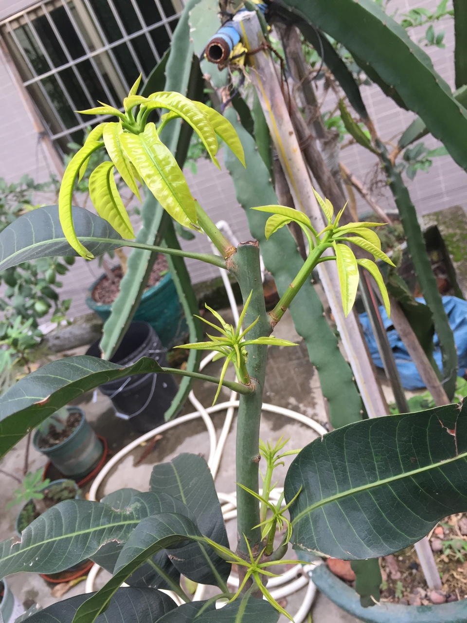 原来芒果也需要打顶促分(盆栽)