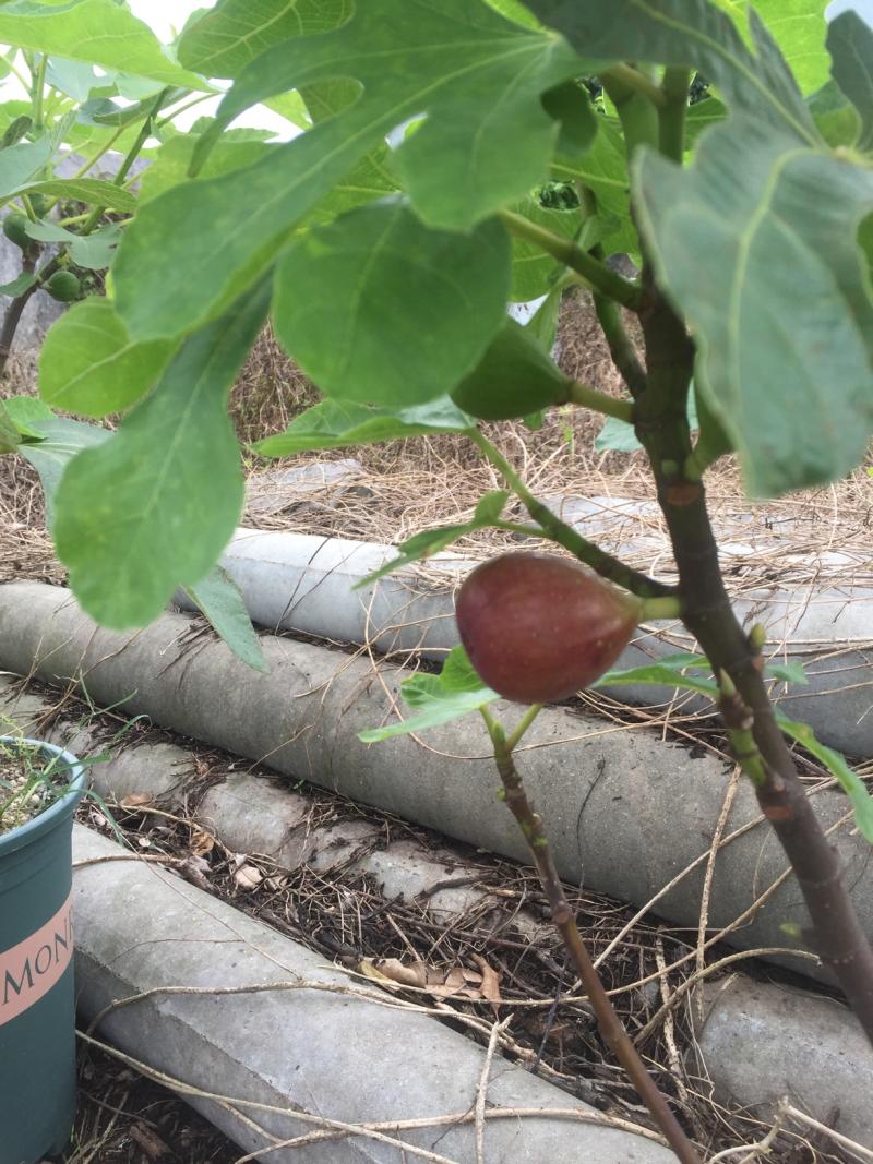 邦友分享给我时说是焦黑,对版吗?