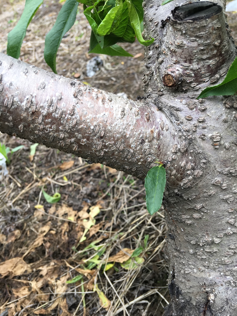 介殼蟲桑白介防治小貼士