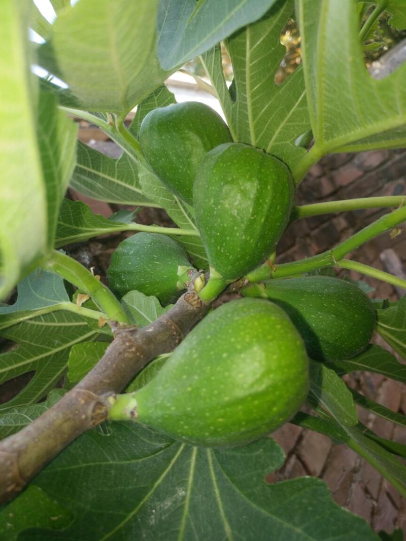 斗胆说神布 - 无花果论坛 - 水果邦农人之家论坛