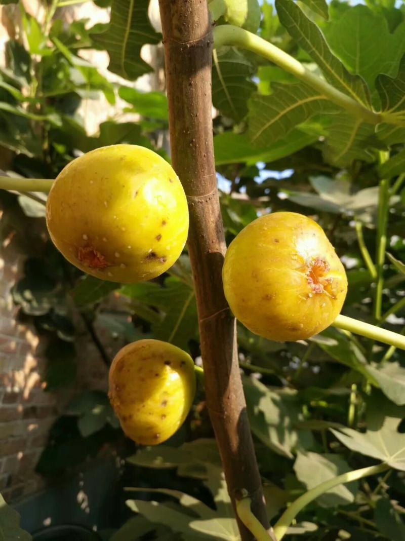 斗胆说神布 - 无花果论坛 - 水果邦农人之家论坛