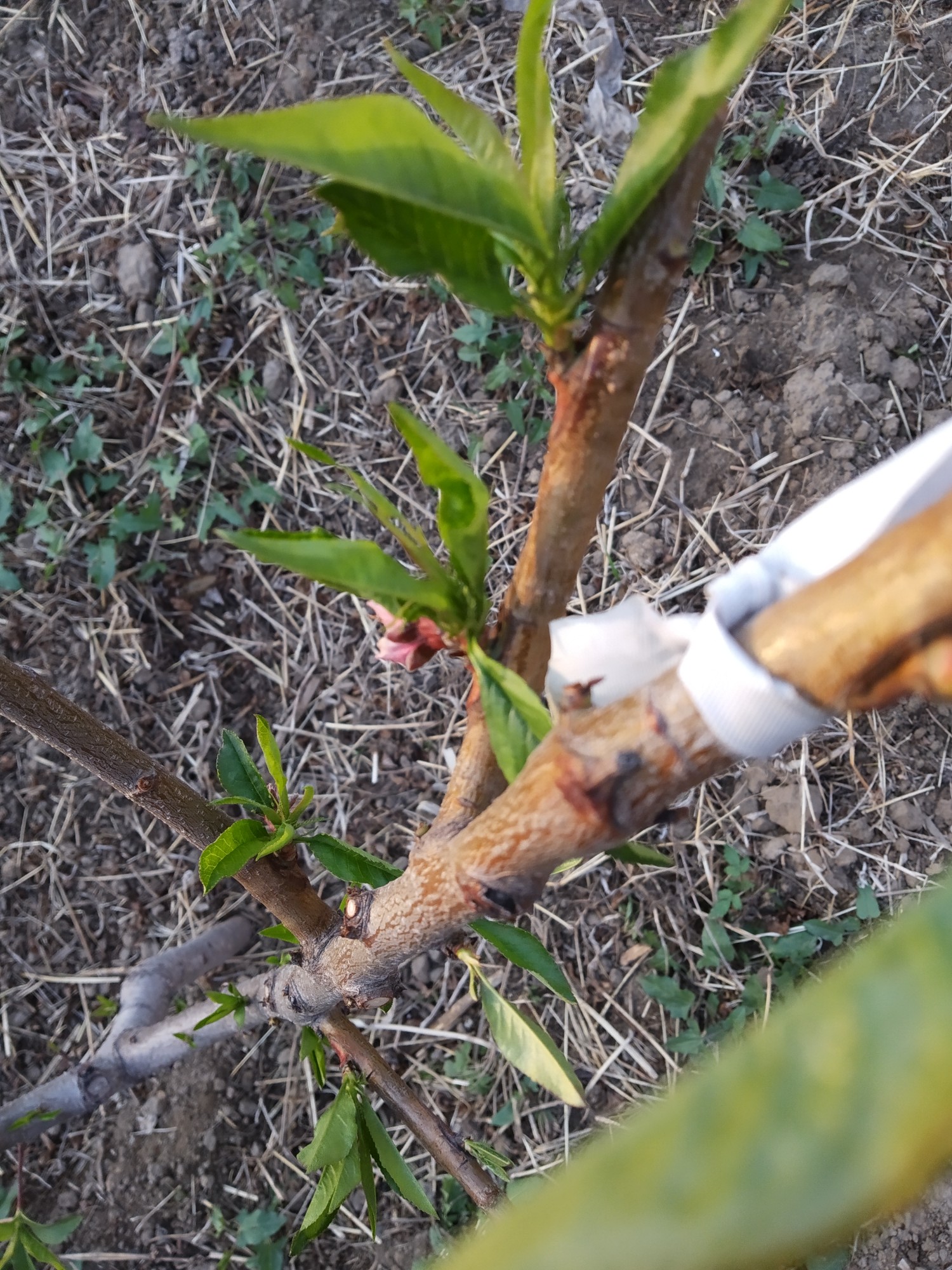 原创采用芽接改接桃树要注意选择芽接的位置及角度