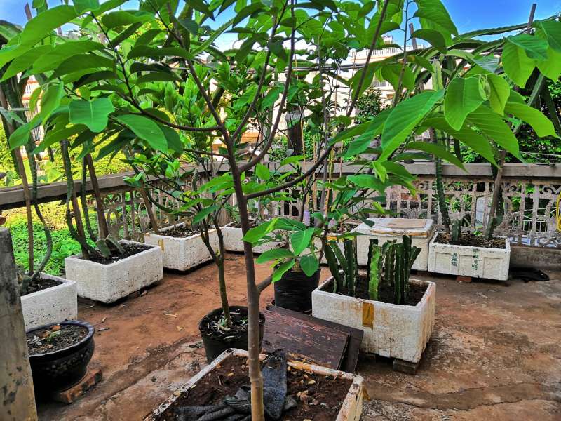 番荔枝(释迦) - 水果邦农人之家论坛