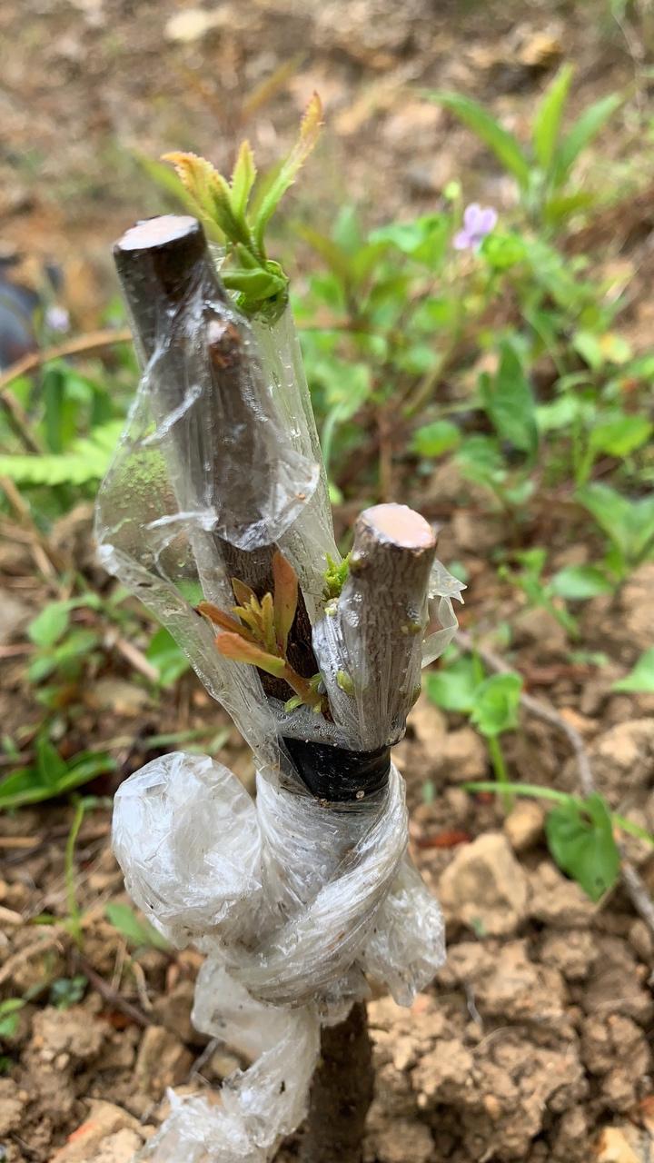 试难验嫁接技术 - 杨梅论坛 - 水果邦农人之家论坛