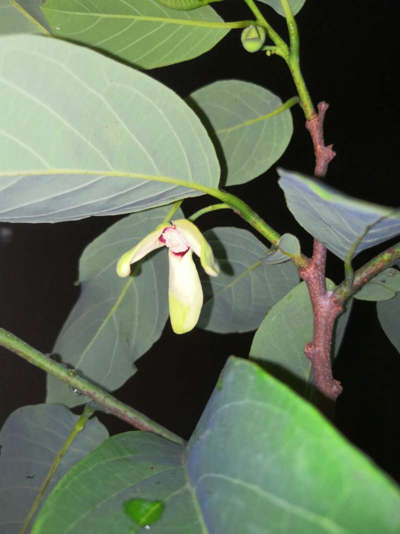 番荔枝(释迦) - 水果邦农人之家