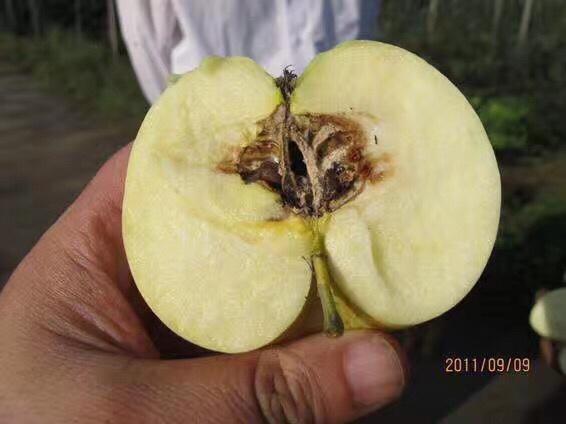 苹果花腐病,果腐病的防治措施