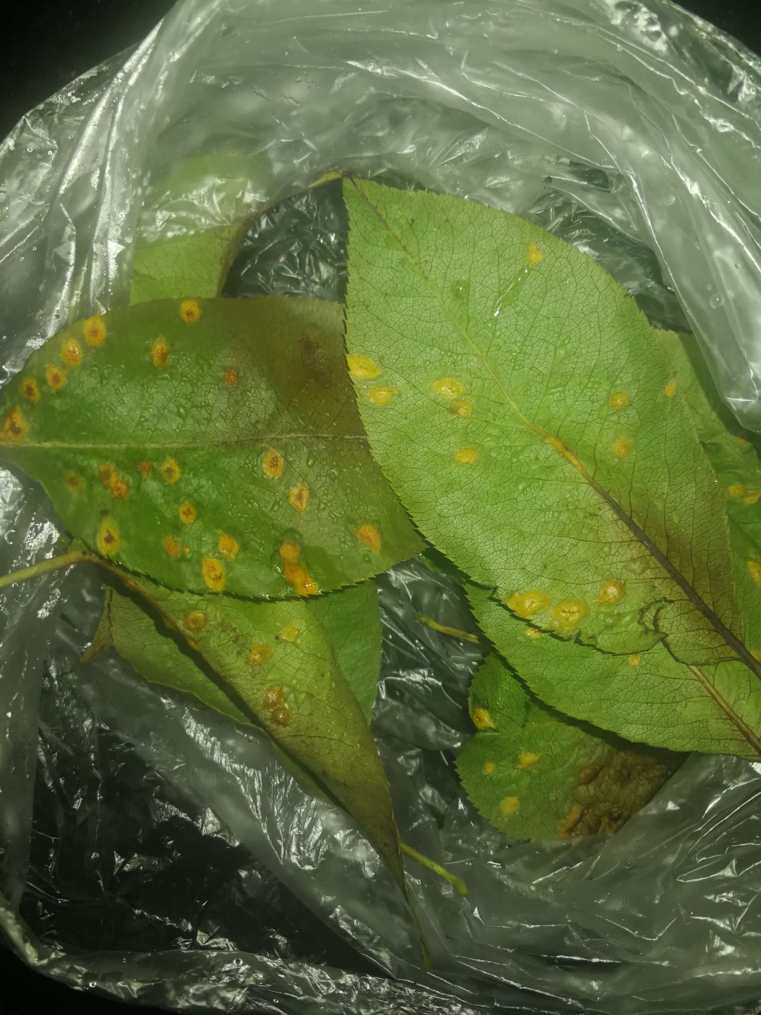 梨锈病的微波炉治疗法