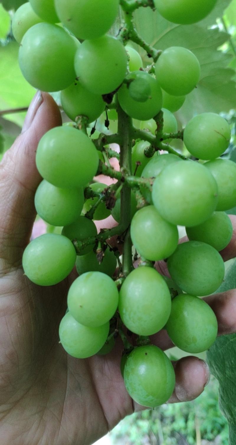 雨水红 - 葡萄论坛 - 水果邦农人之家论坛
