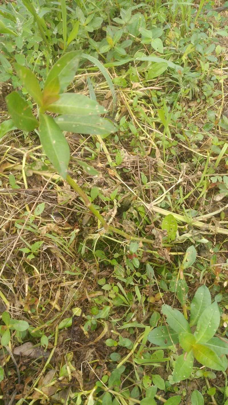 邦友们认为果园最顽固的杂草有哪些?