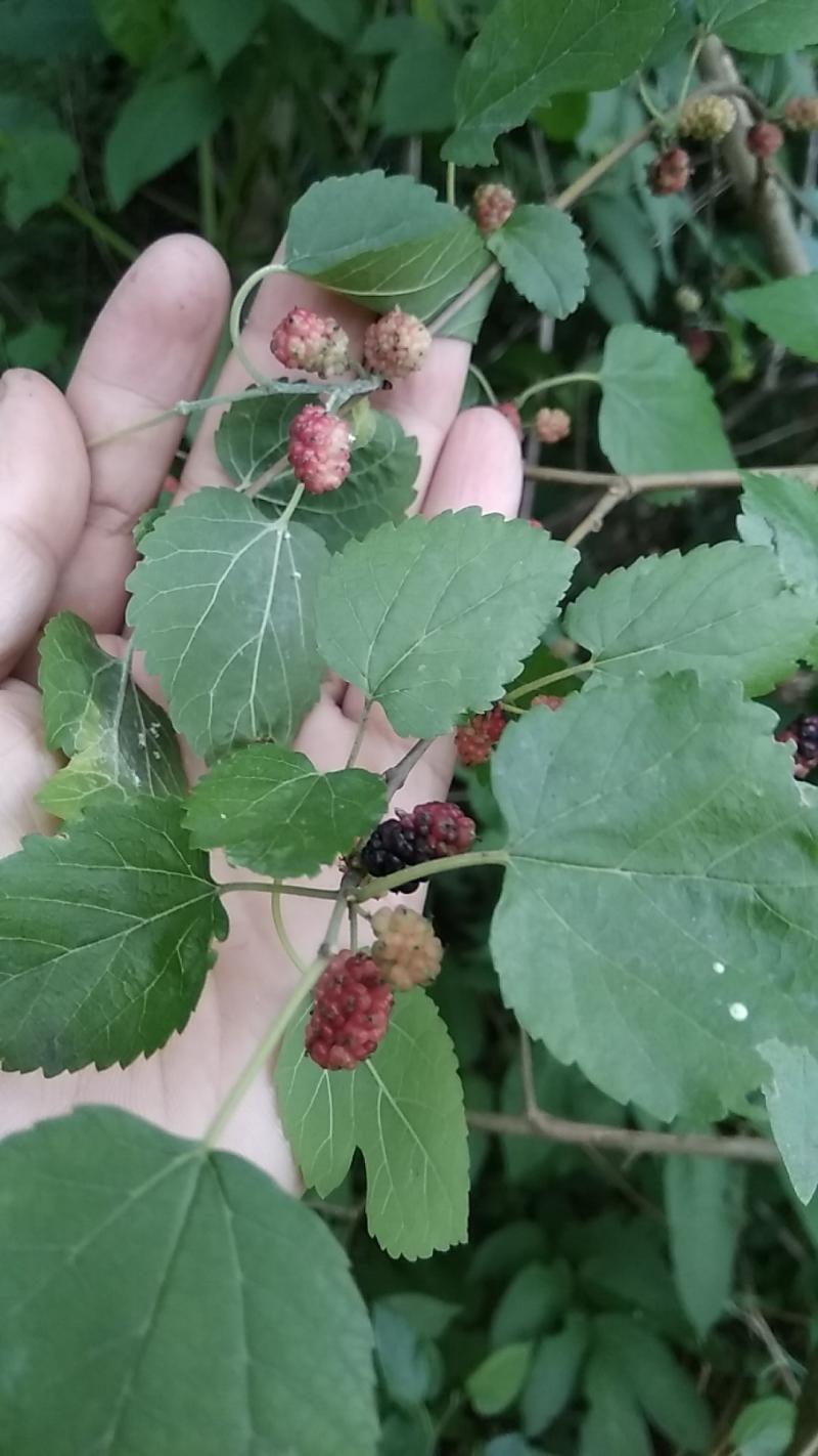 野桑葚可以挖来做盆景吗?