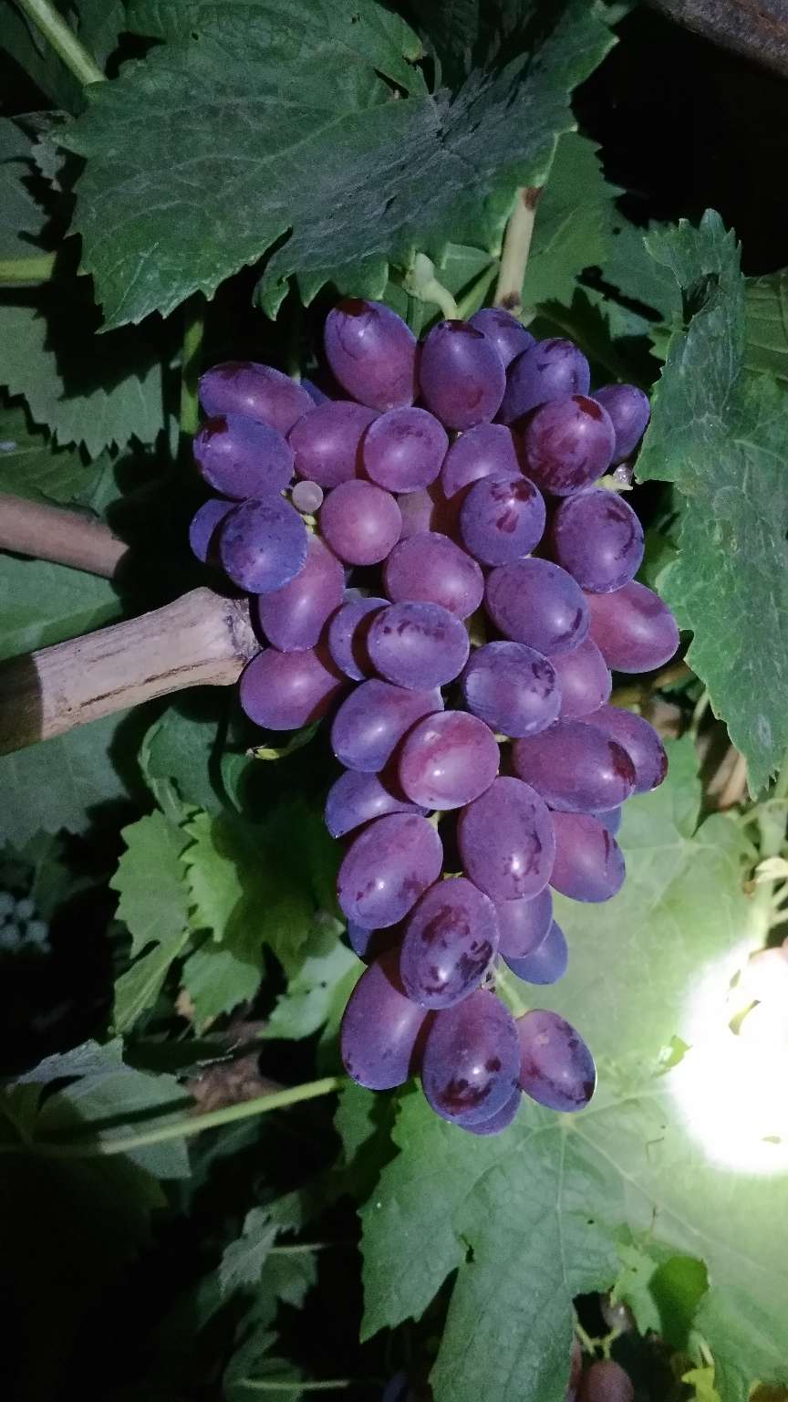 黑巴拉多葡萄产量图片