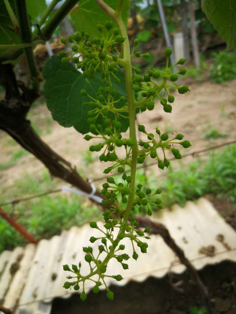 寒香蜜拉花很成功