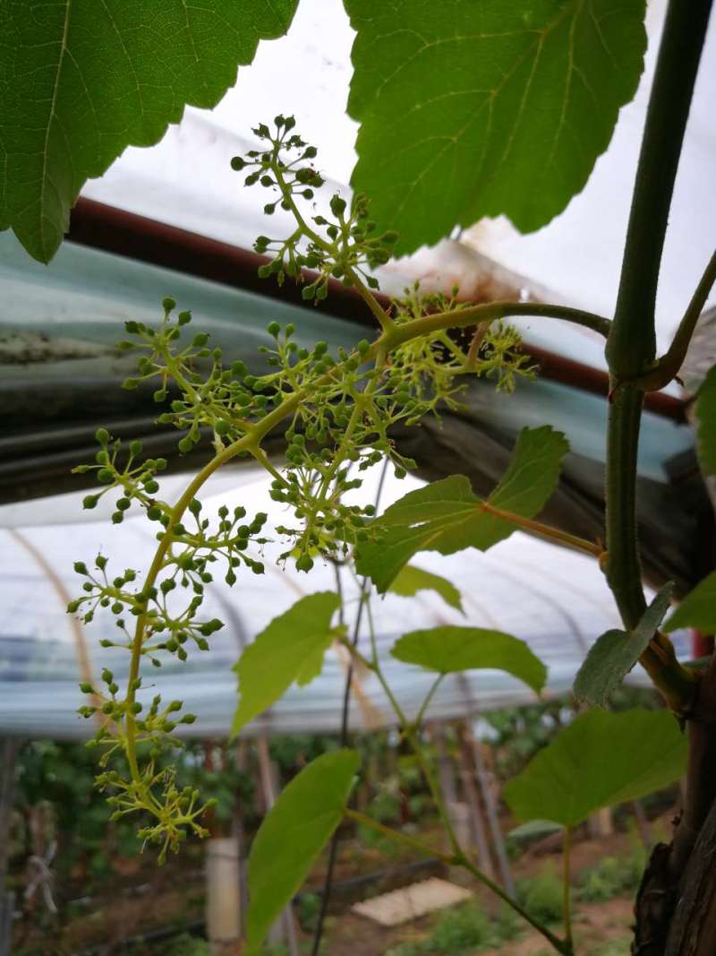 寒香蜜拉花很成功