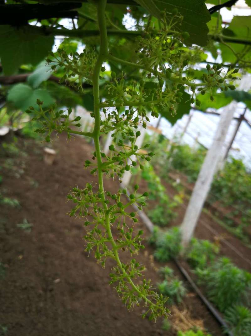 寒香蜜拉花很成功