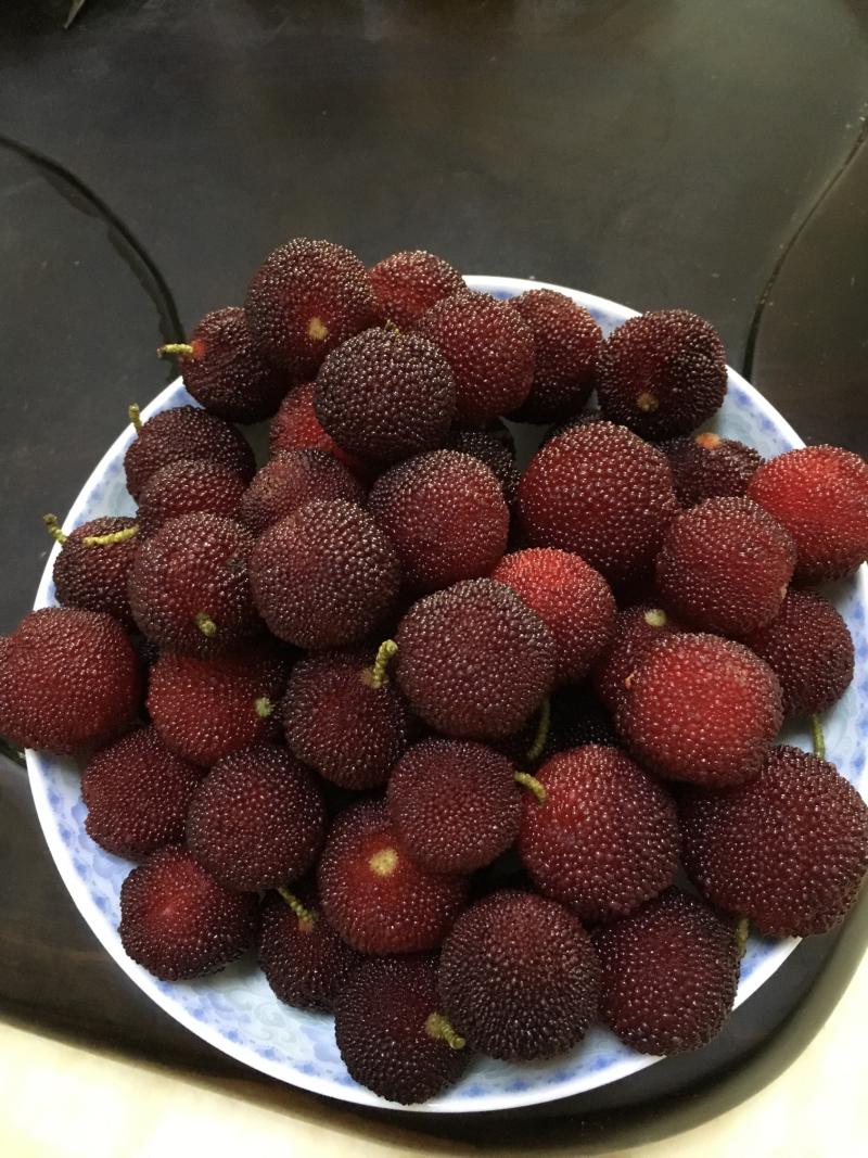 高接第二年的硬丝杨梅