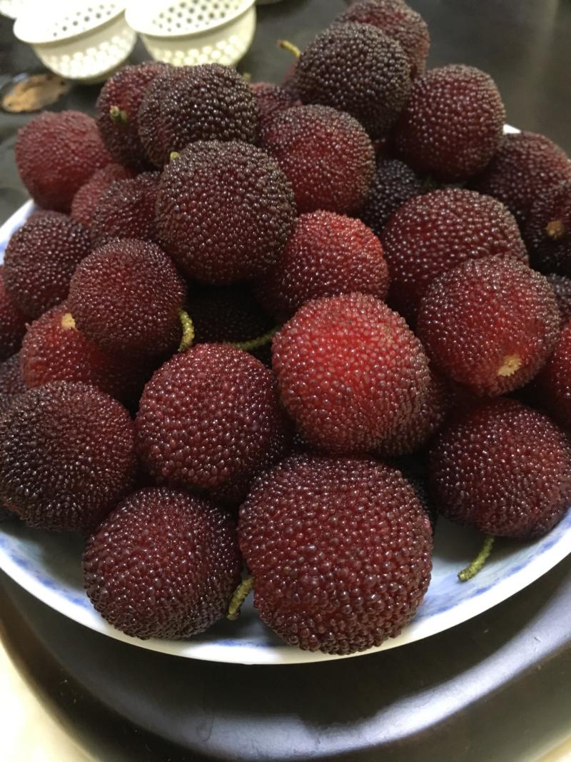 高接第二年的硬丝杨梅