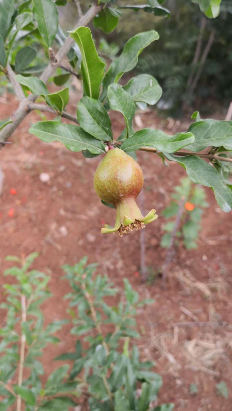 两年秋艳石榴树幼果期