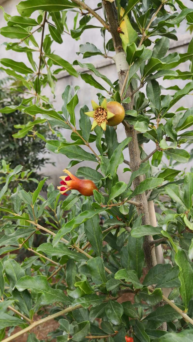 两年秋艳石榴树幼果期